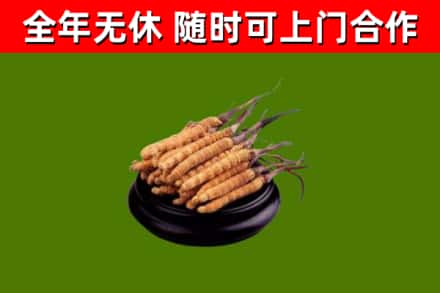 剑河县回收冬虫夏草