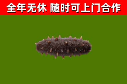 剑河县回收海参干
